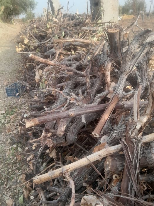 Утин узум кундаси.