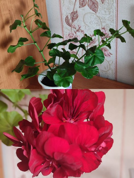 Продам комнатные цветы