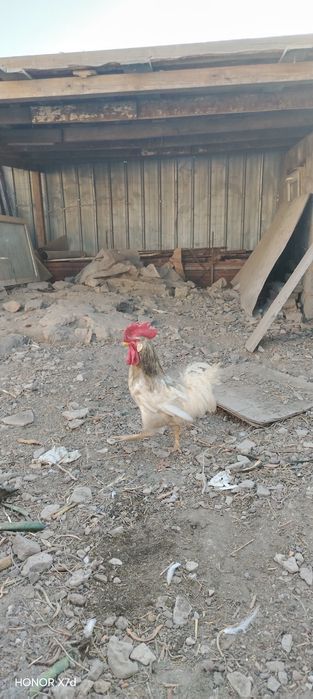 Петух белый Легорн боевой
