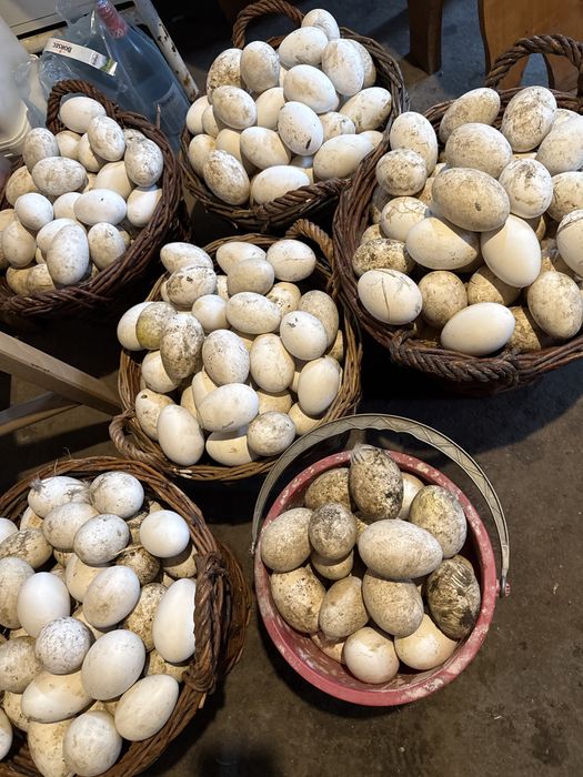 Oua Gasca——————-