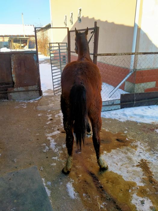 Кунан сатам коктемде дөненге шыгат