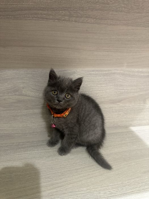 Mushukcha Scotish hamma narsasi bilan