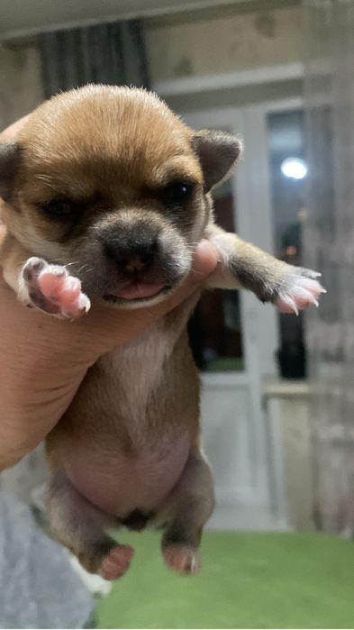 Продам щенят чихуахуа