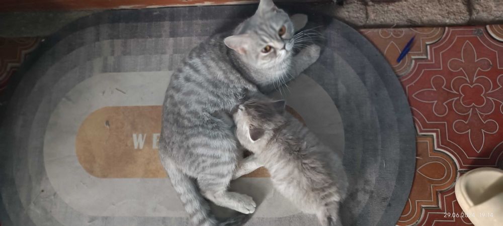 Продаётся кошки, Британка страйт и Шотландец выслаухий