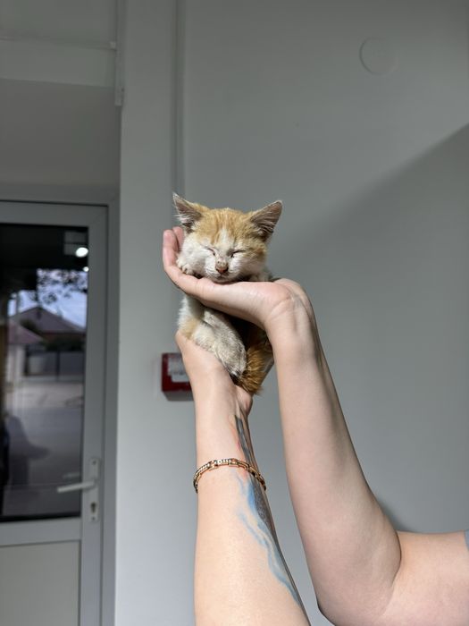 Отдам котенка в добрые руки