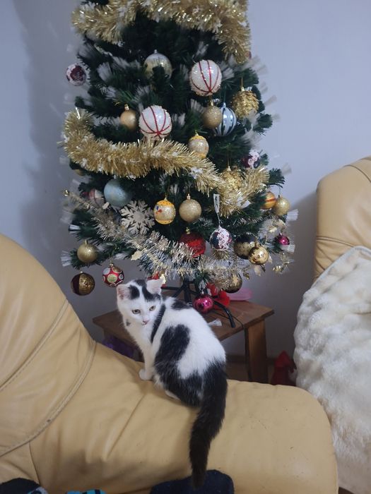 Dau spre adoptie pisicuta