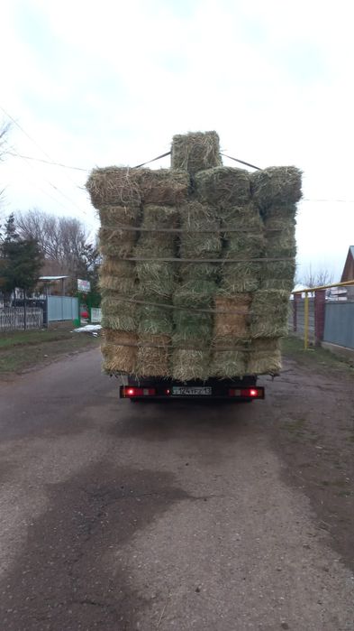 Шөп пірес жоңышқа