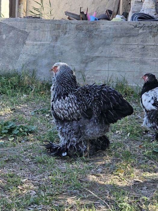 assalamu alekum andijonda tochkalik tomniy puxlar jojalari sotiladi