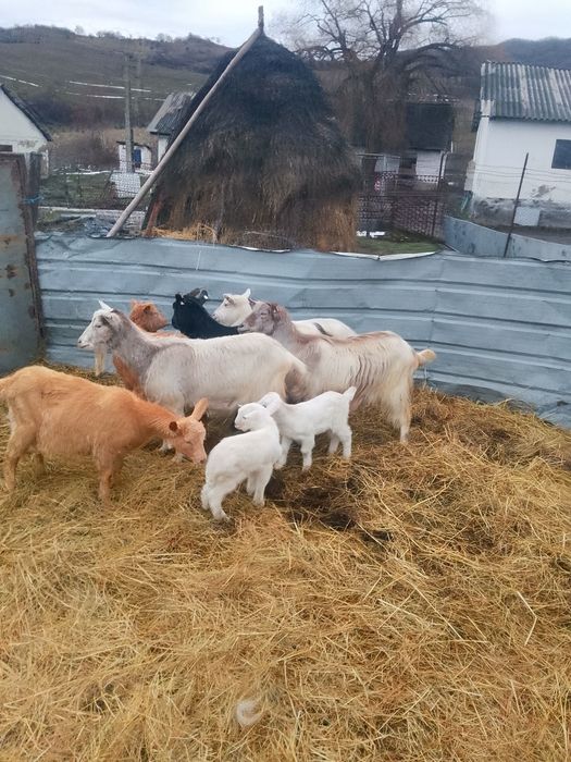 Vind 6 capre să schimb