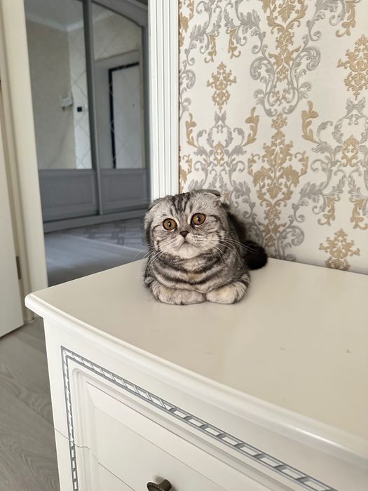 Продам Кошку,Шотландка