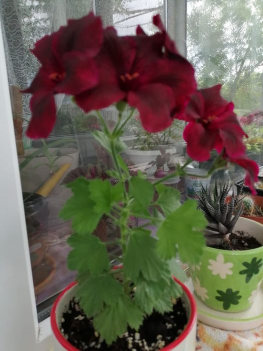 Продам комнатные цветы