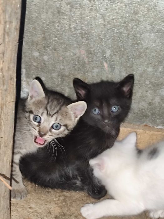 Pisici pentru adopție