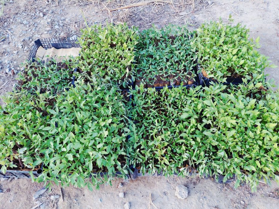 Продается рассада томатов Рио Гранде