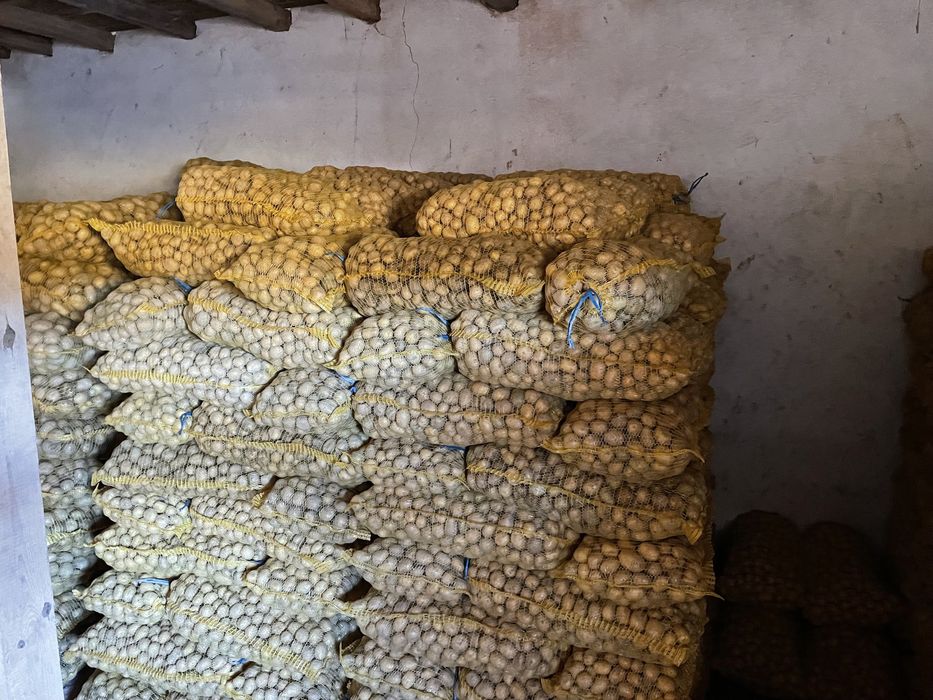 Картофи Сорая и Агрия