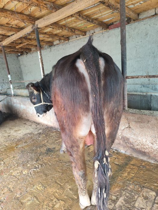 novvos buqa boqarmanlar uchun