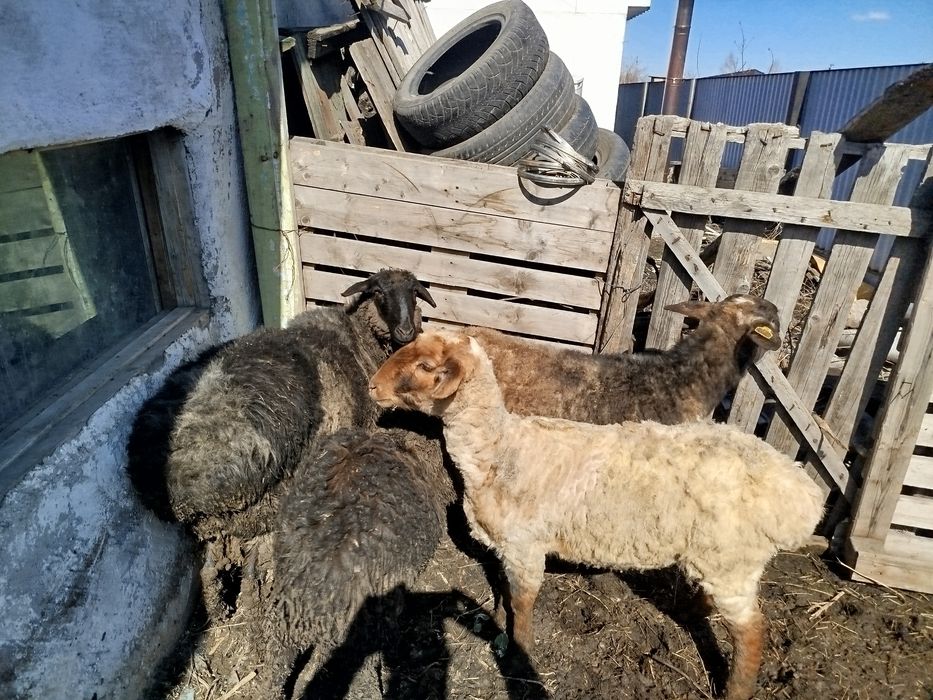 Бараны с откорма