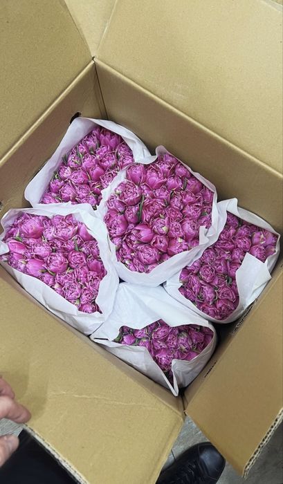 Свежие тюльпаны в Алматы