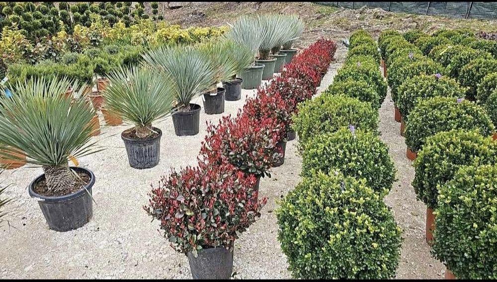 Plante ornamentale de gradina