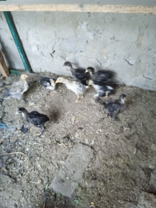 Кара Шахзода ва жужалари сотилади