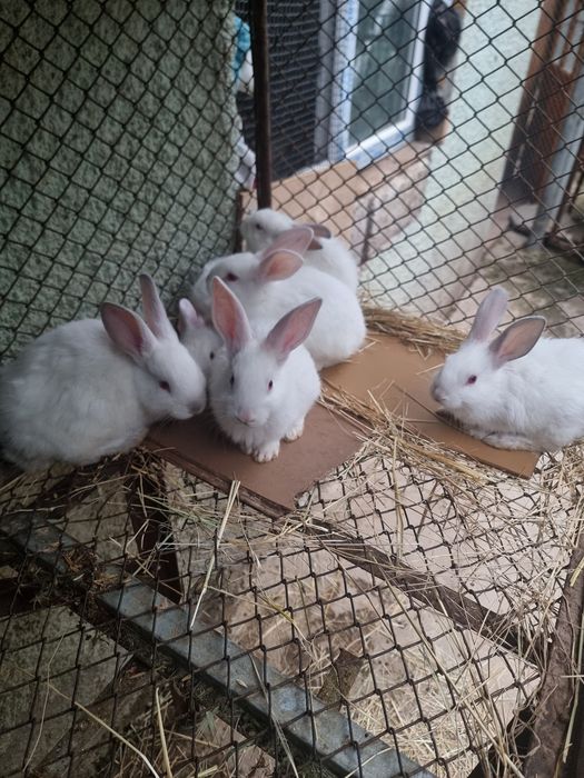 Продам кроликов.
