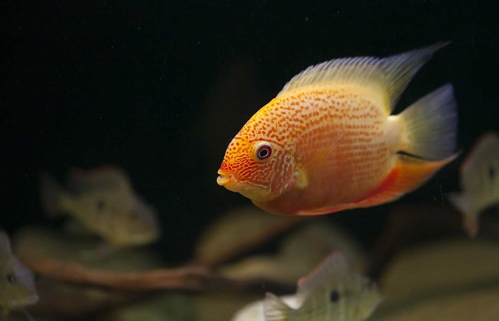 Аквариумная рыбка "Северум"