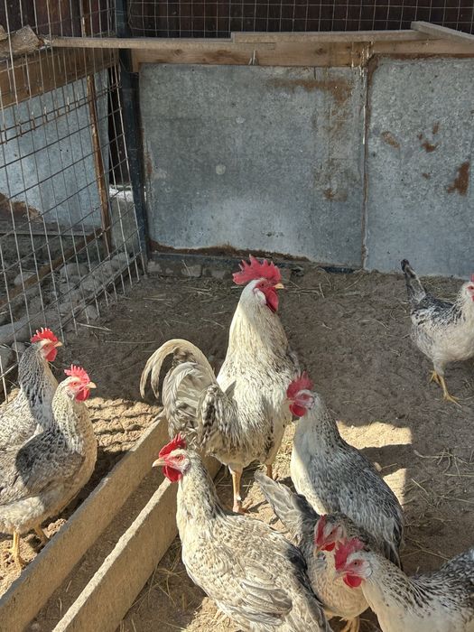 продаю двое петушков