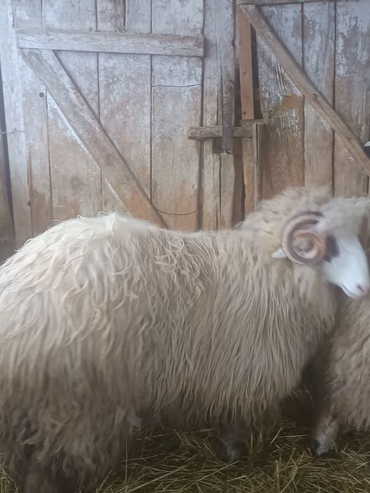 Vând berbec oacheș