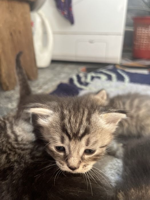 Отдам котят в добрые руки