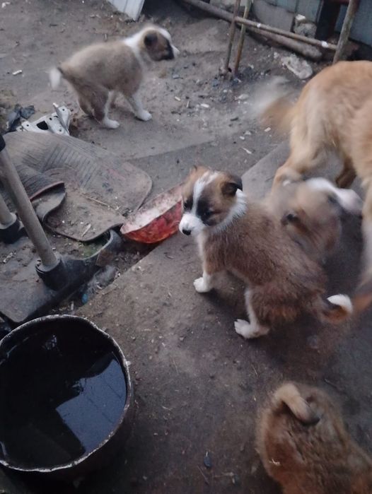 Бесплатно отдам щенят.