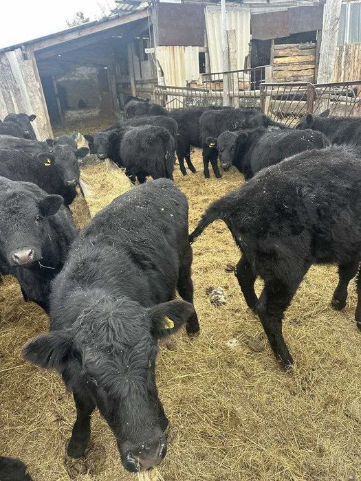 Продам тилята и теолочки