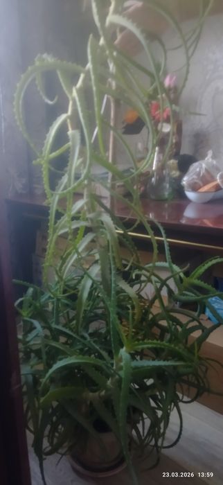 Комнатный цветок