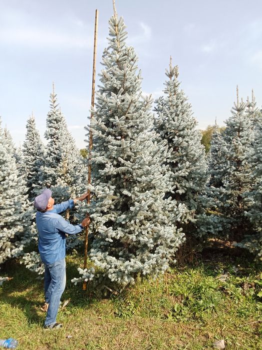 Ёлки голубые хупси