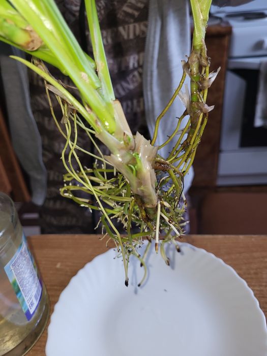 Пандаус комнатный