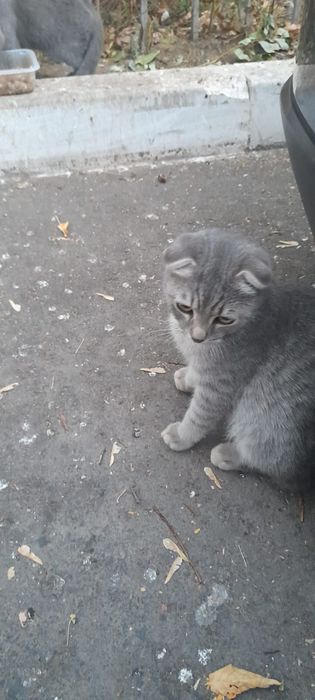 Котята в самые добрые руки