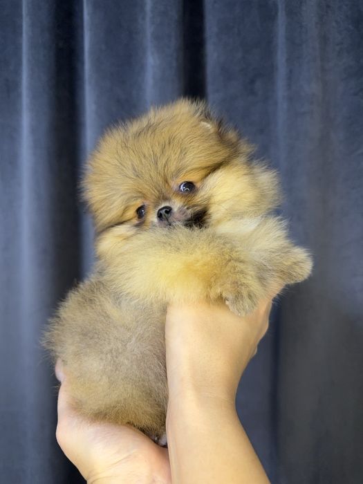 Померанский шпиц