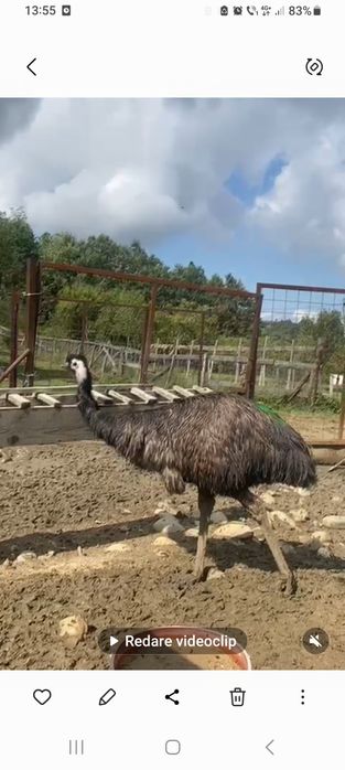 Struti Emu și  Nandu
