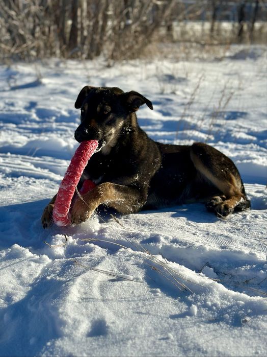 Щенок (мальчик) ищет дом