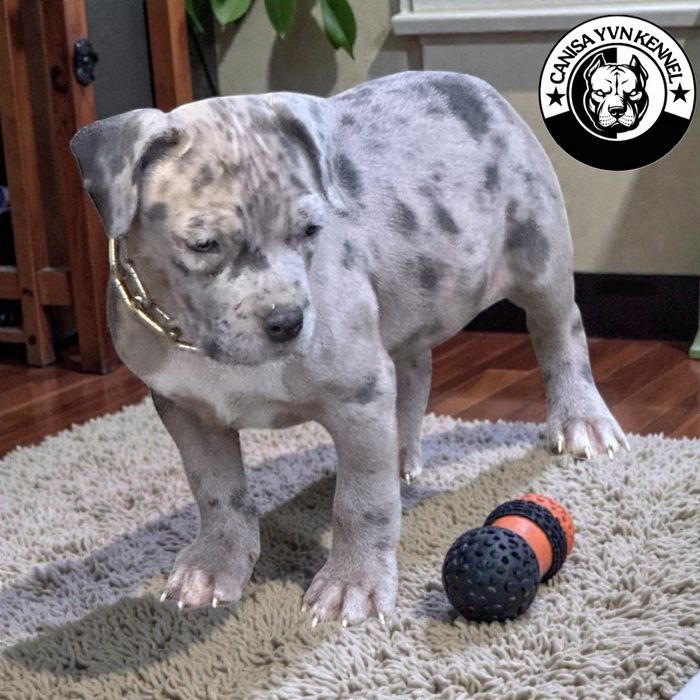 Mascul amstaff blue merle