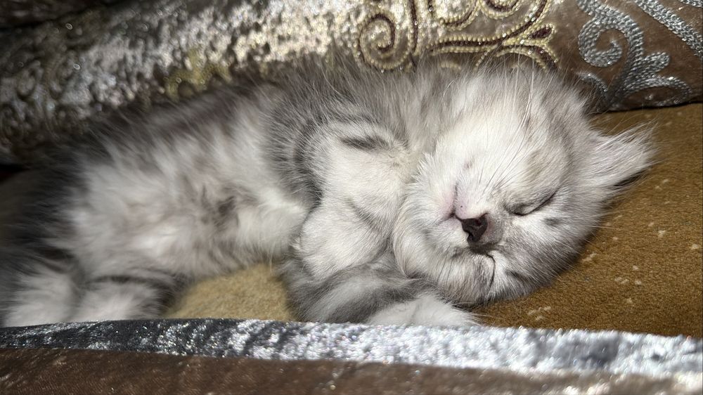 Коткенок мальчик