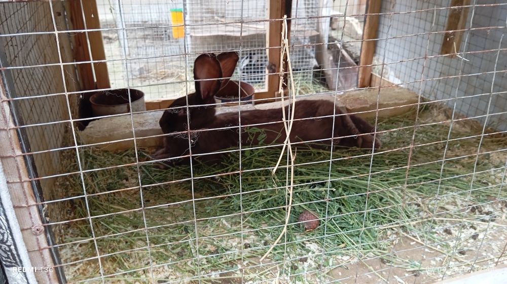 Strakach quyonlarimiz sotiladi