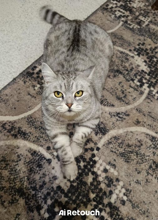 Стерилизованная британка!