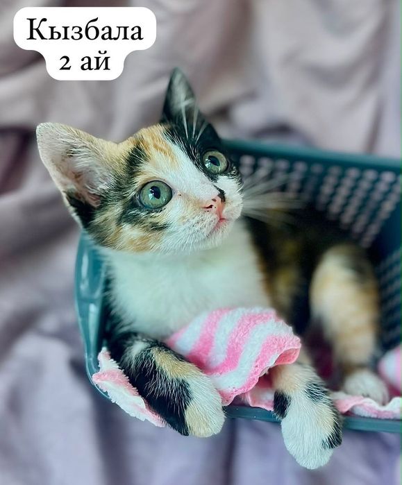 Отдам котенка девочку в добрые руки