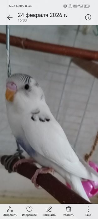 Продам   волнистых попугаев и неразлучника