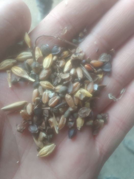 Отходы Отруби Корм зерноотходы