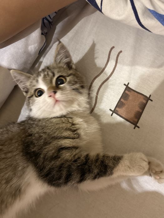 Котенок,даром в добрые руки, Абая Саина