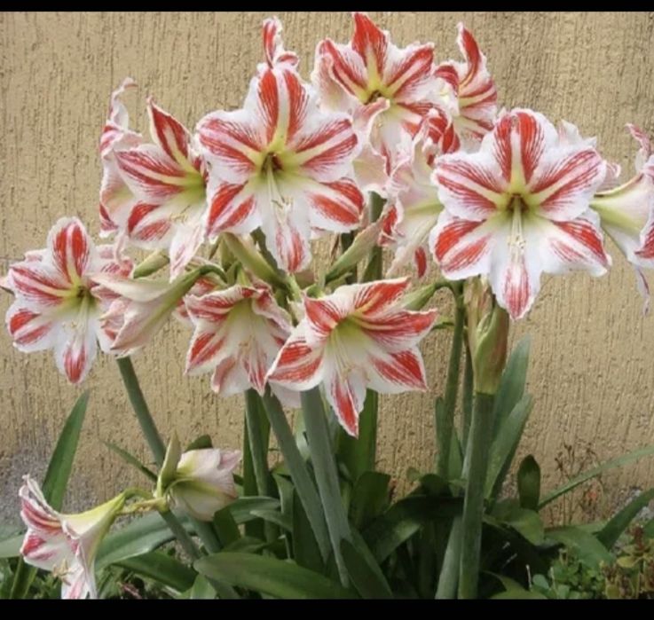 Гиппеаструм, многолетнее растение,с длинными широкими листьями