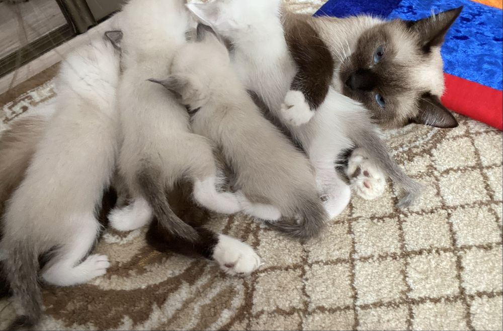 Продам Сиямских котят