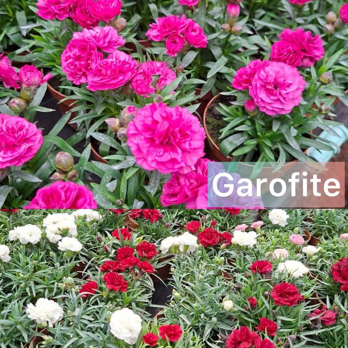 Garofite la ghiveci de vanzare