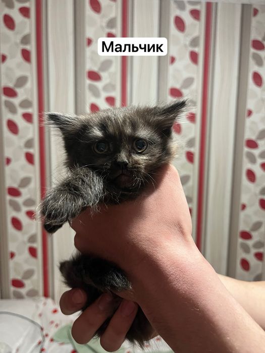 Отдам котят СРОЧНО ЗВОНИТЕ!!!