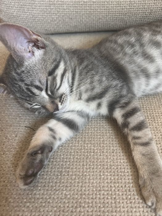 Шотландско правоухо коте